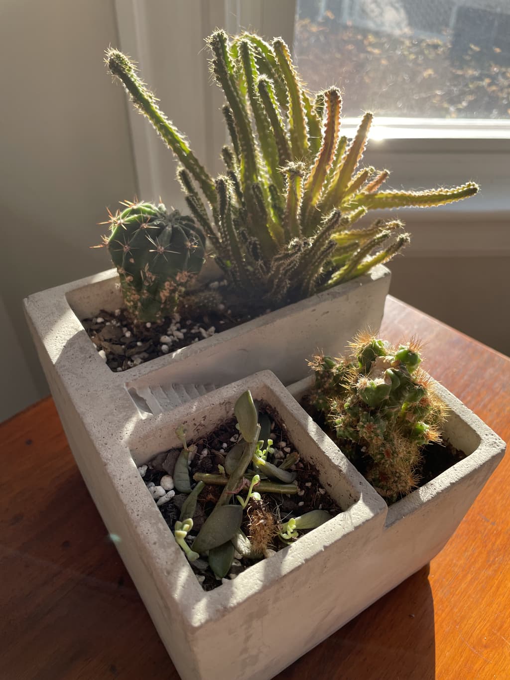 A picture of the specific Assorted Cacti that is looking for a home.