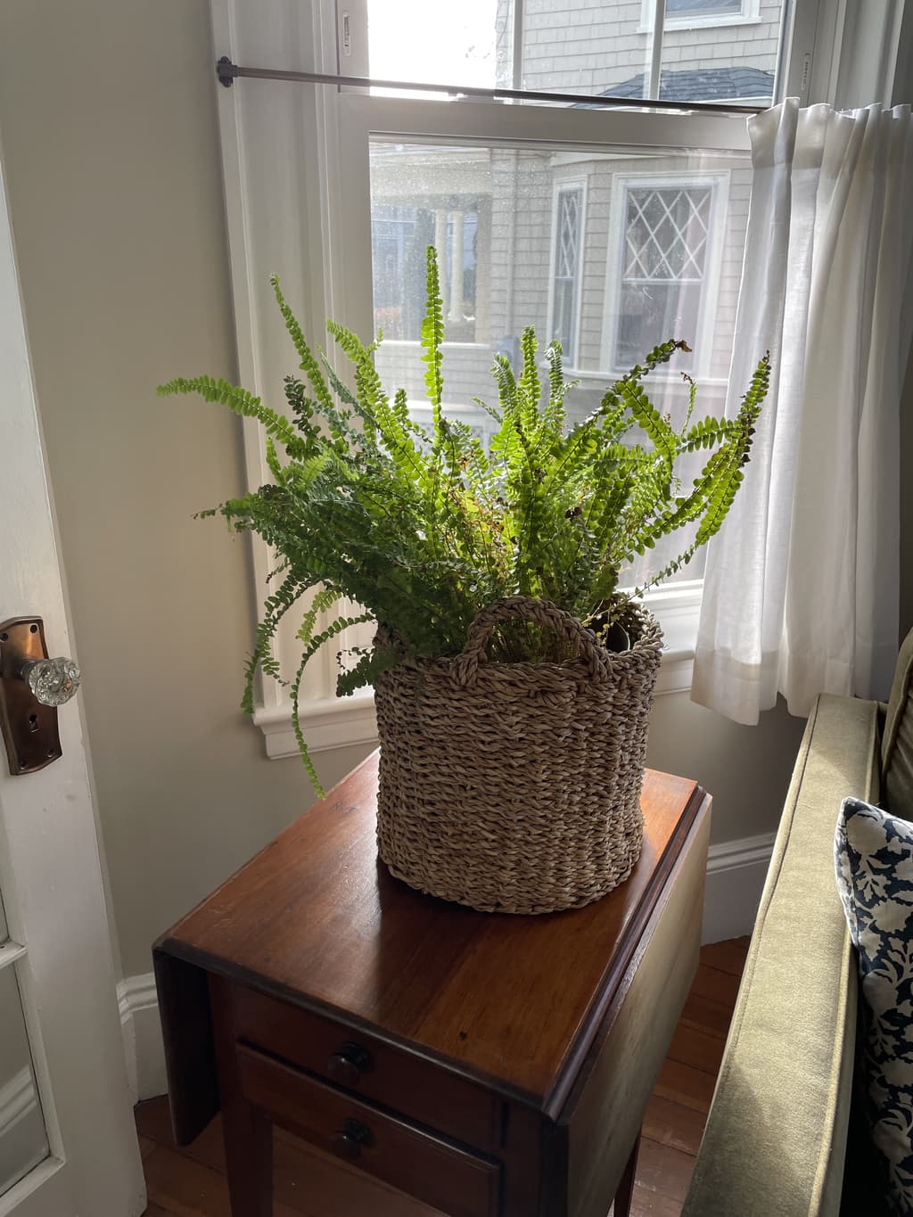 A picture of the specific Button Fern that is looking for a home.