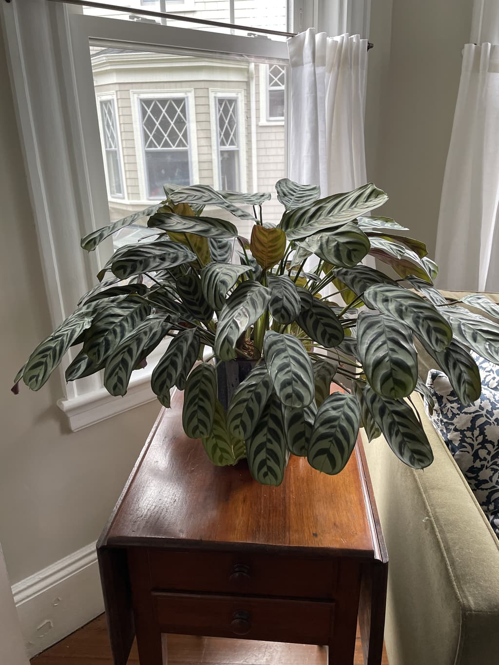 A picture of the specific Fishbone Calathea that is looking for a home.