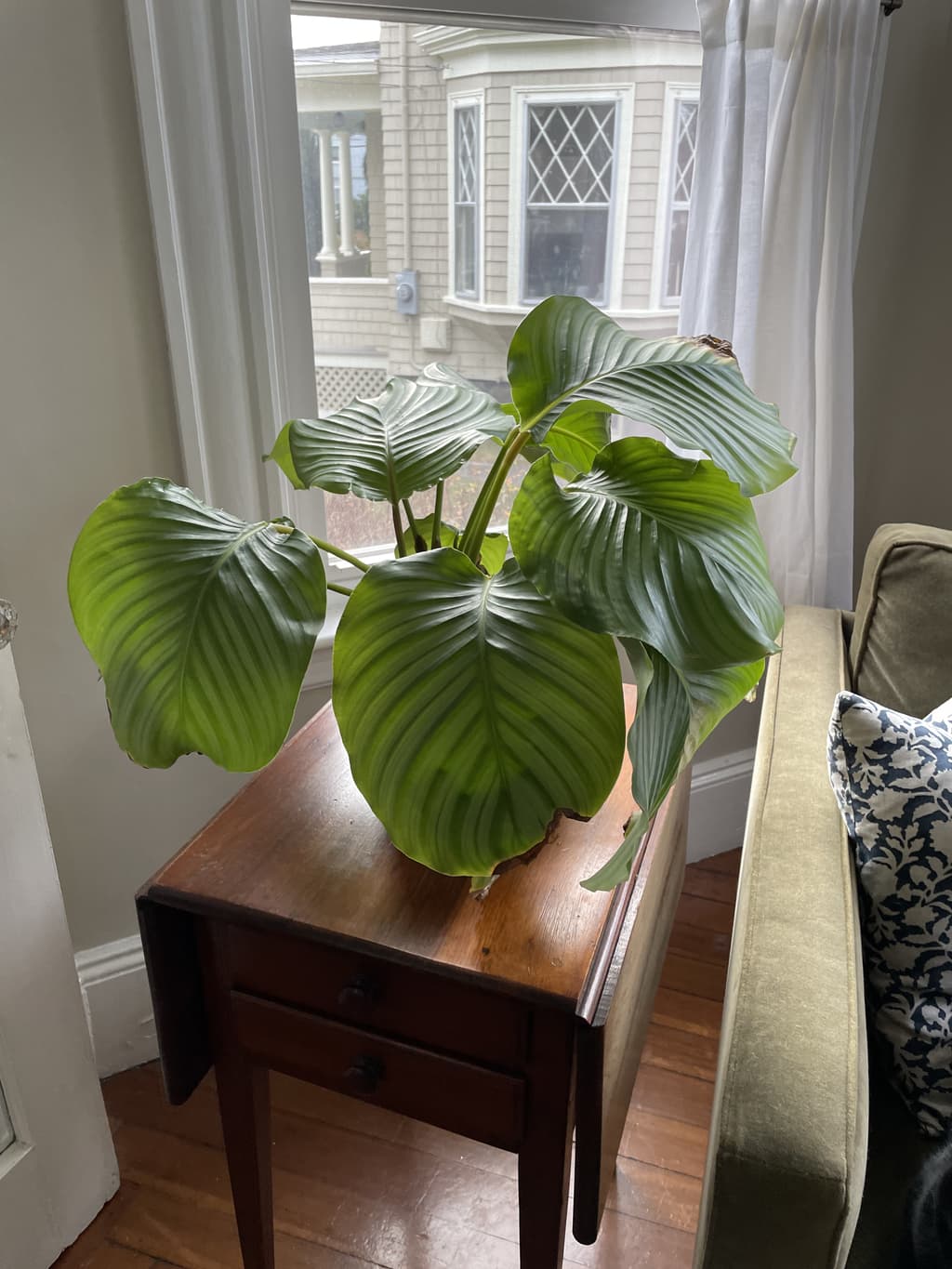 A picture of the specific Calathea Orbifolia that is looking for a home.