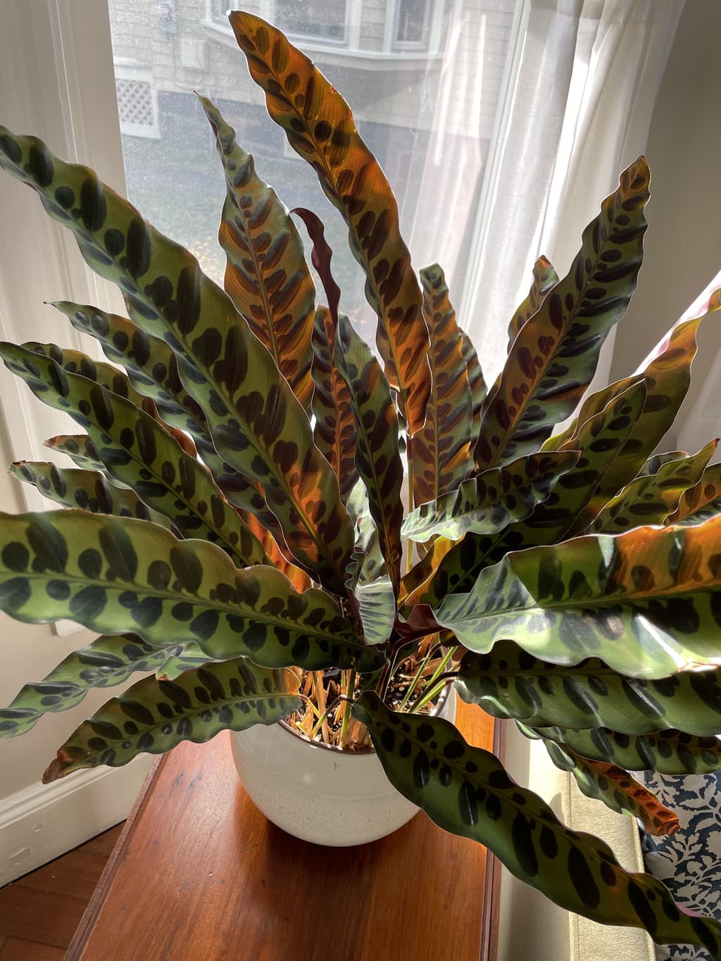 A picture of the specific Calathea Rattlesnake that is looking for a home.