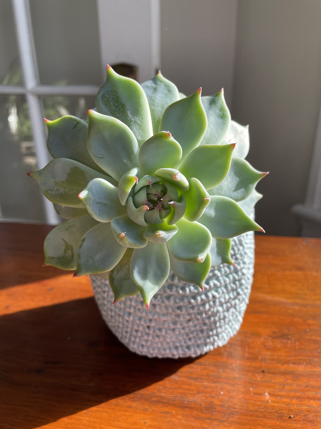 A picture of the specific Succulent that is looking for a home.