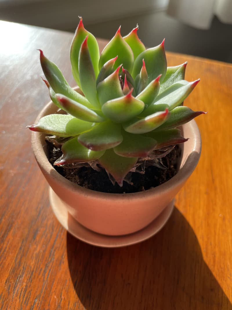 A picture of the specific Succulent that is looking for a home.