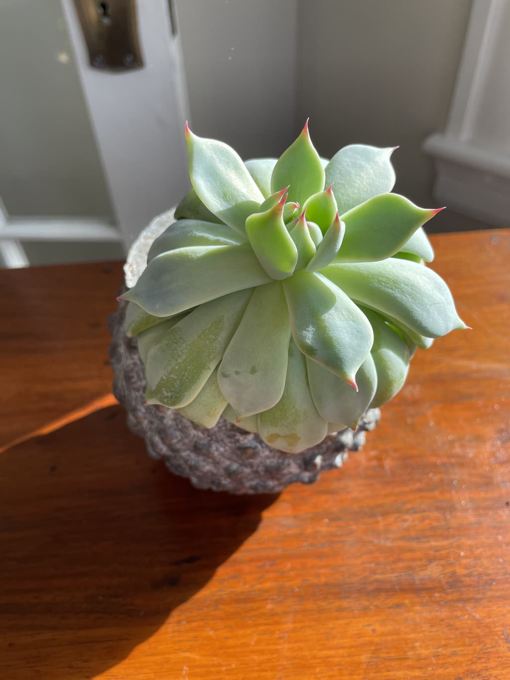 A picture of the specific Succulent that is looking for a home.