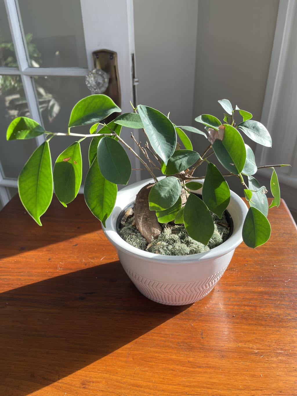 A picture of the specific Ginseng Ficus that is looking for a home.