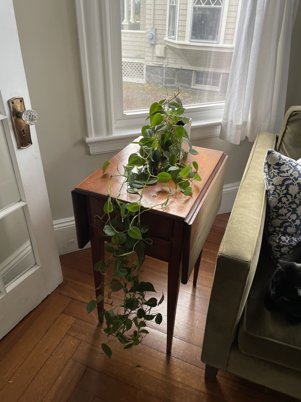 A picture of the specific Heartleaf Philodendron that is looking for a home.