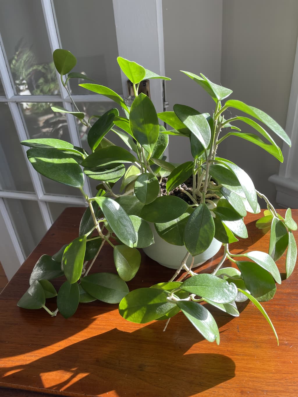 A picture of the specific Wax Vine that is looking for a home.