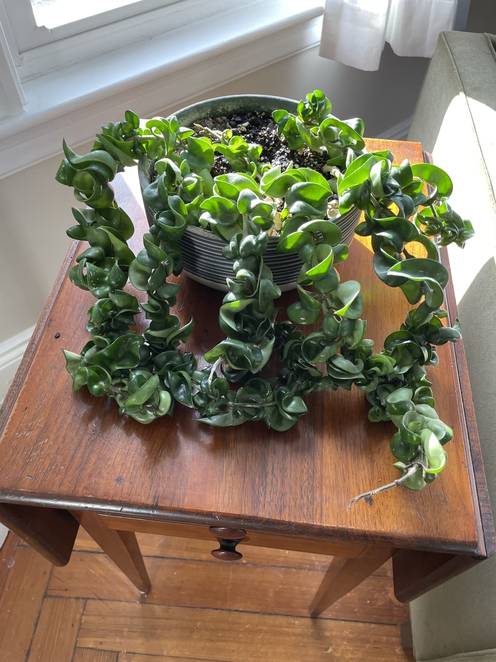 A picture of the specific Hindu Rope Plant that is looking for a home.