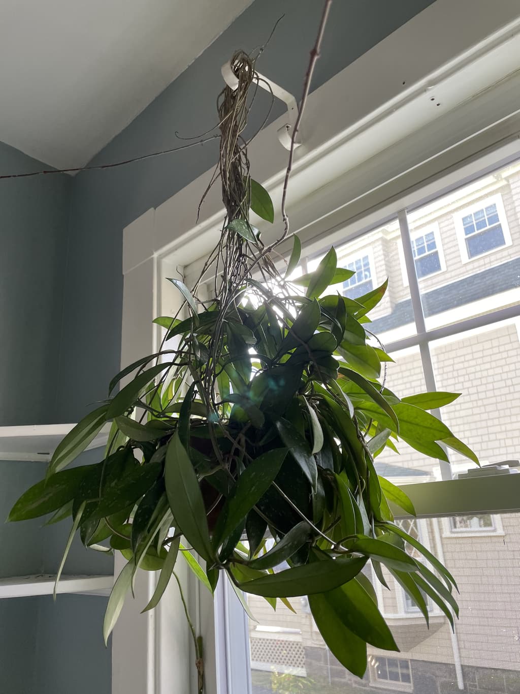 A picture of the specific Wax Plant that is looking for a home.