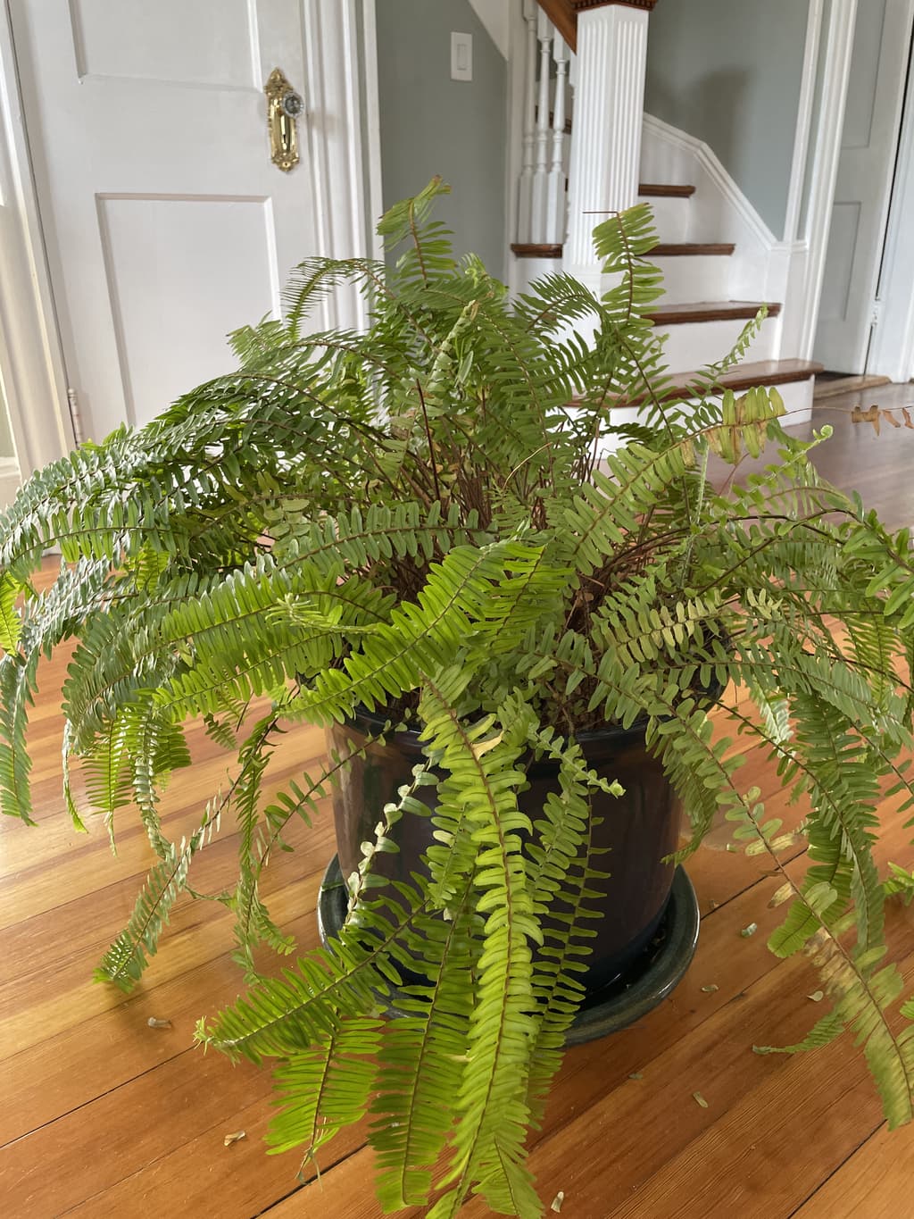 A picture of the specific Kimberly Queen Fern that is looking for a home.