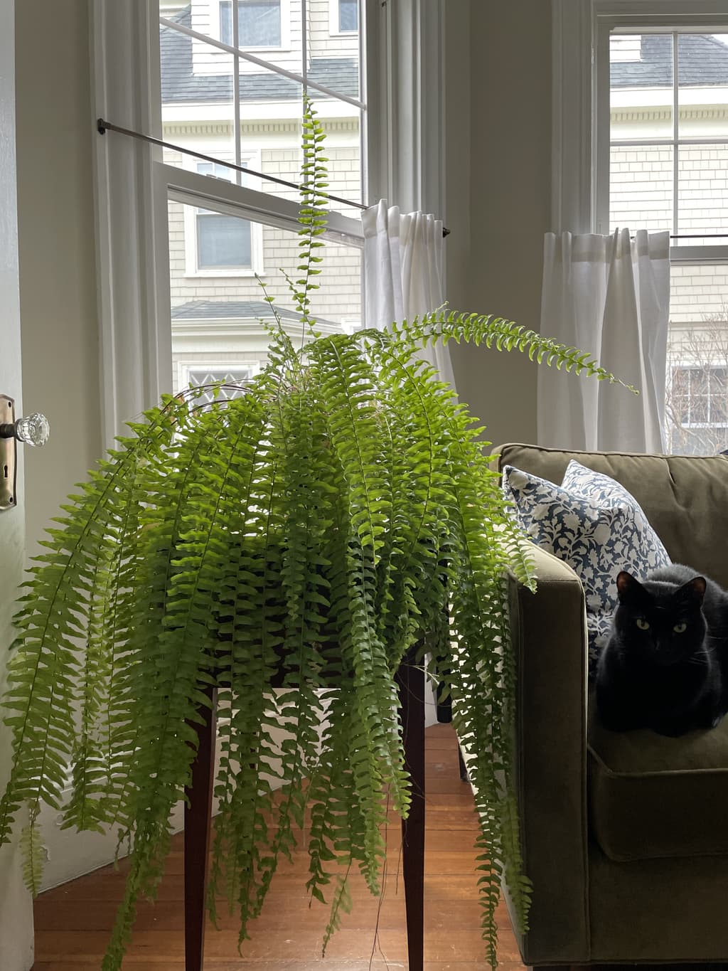 A picture of the specific Kimberly Queen Fern that is looking for a home.