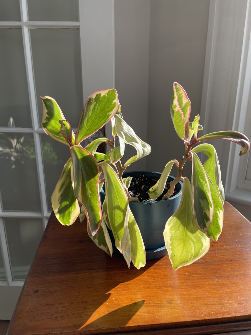 A picture of the specific Peperomia Ginny that is looking for a home.