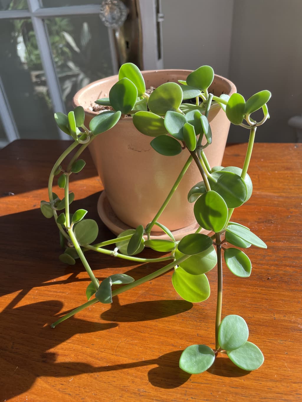 A picture of the specific Peperomia Hope that is looking for a home.