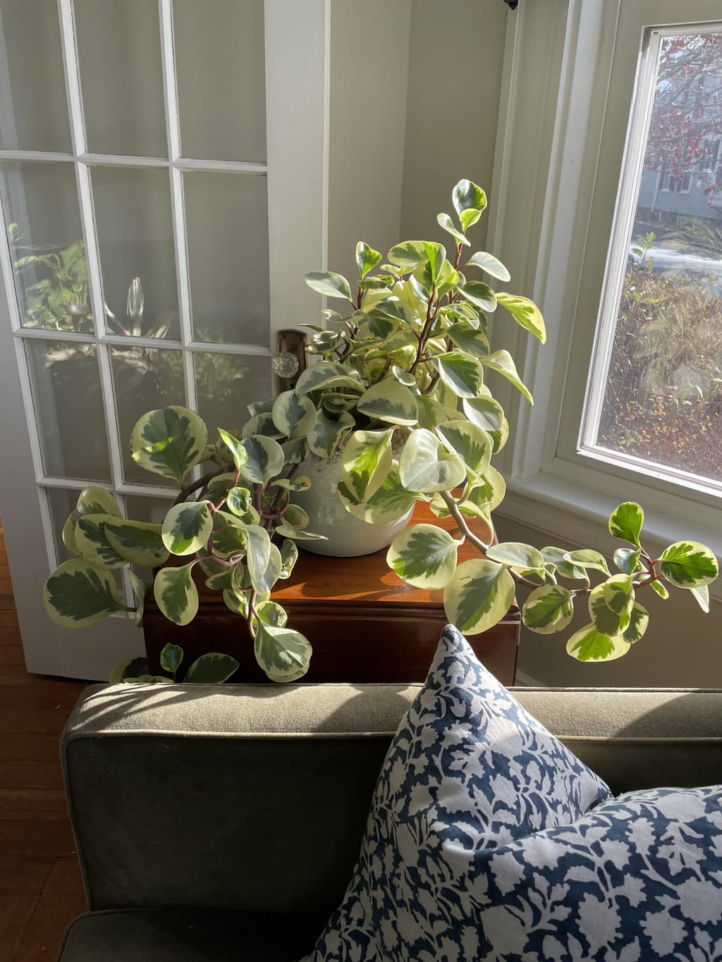 A picture of the specific Variegated Peperomia that is looking for a home.