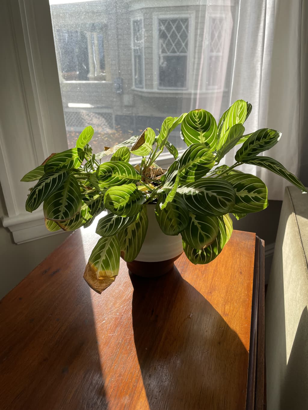 A picture of the specific Prayer Plant that is looking for a home.