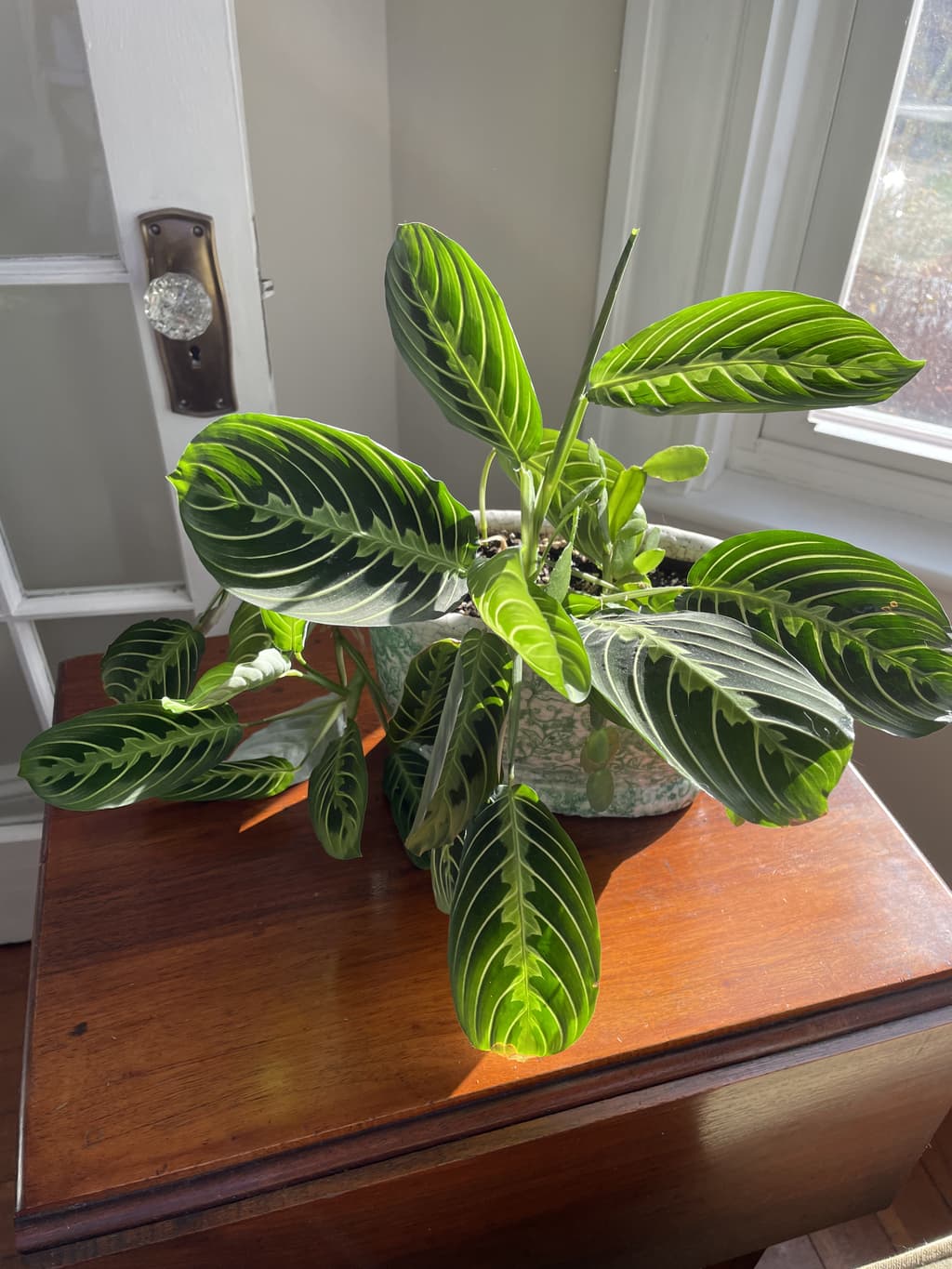 A picture of the specific Prayer Plant that is looking for a home.