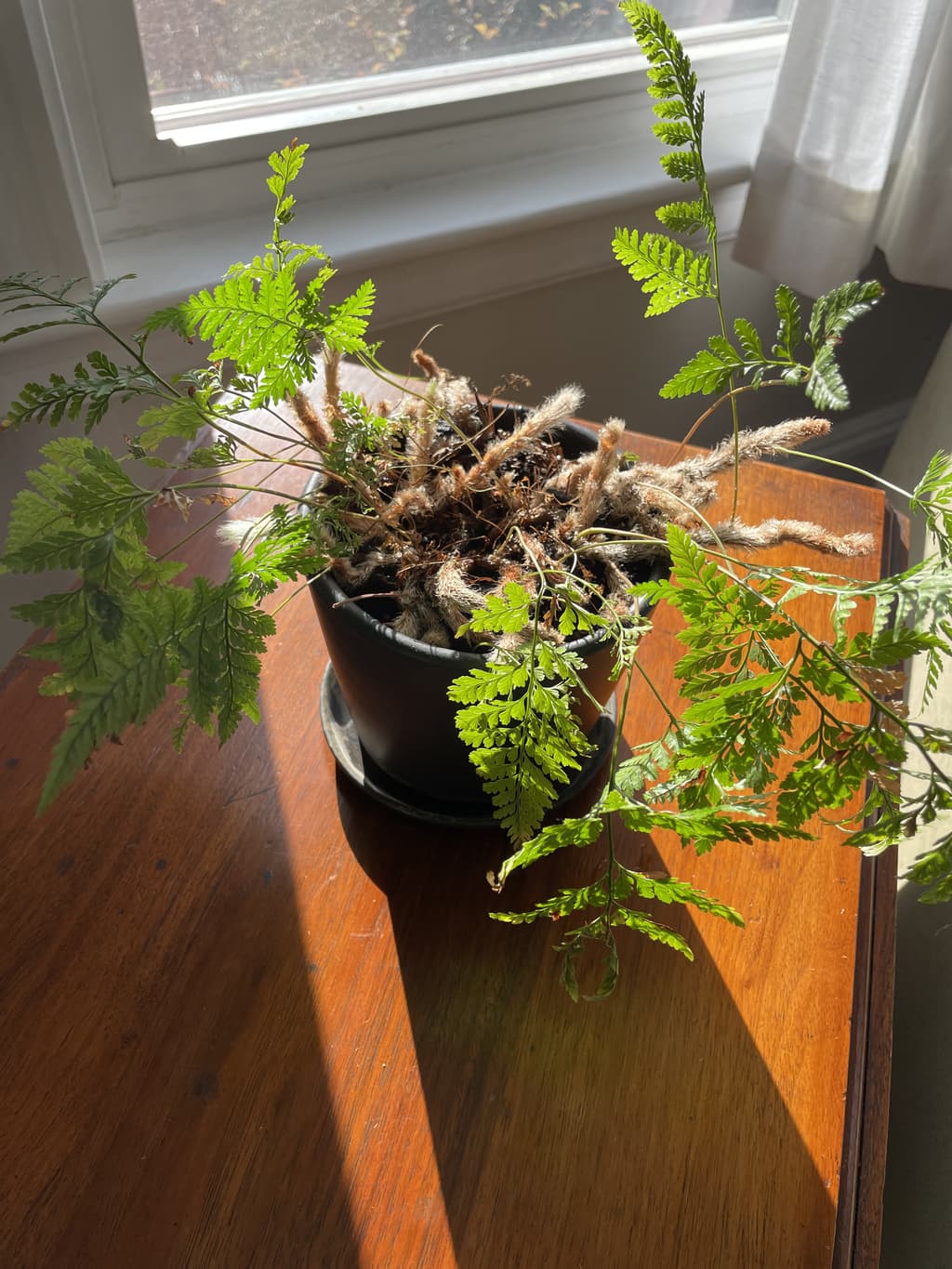 A picture of the specific Rabbit's Foot Fern that is looking for a home.