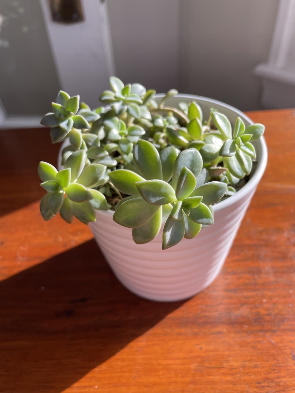 A picture of the specific Jellybean Plant that is looking for a home.