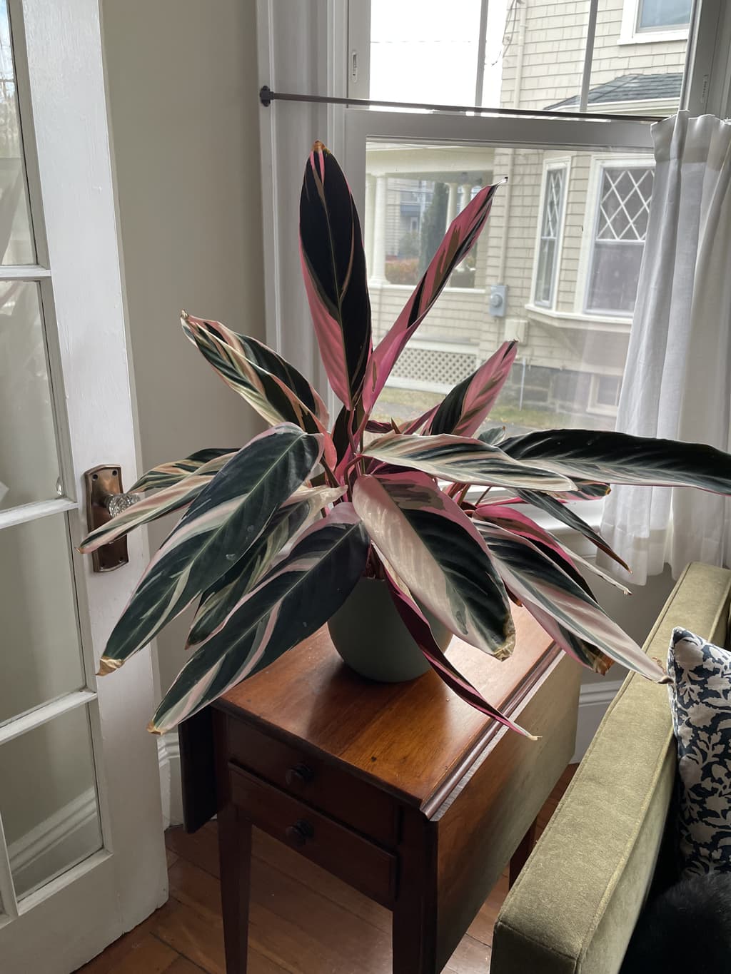 A picture of the specific Stromanthe Triostar that is looking for a home.