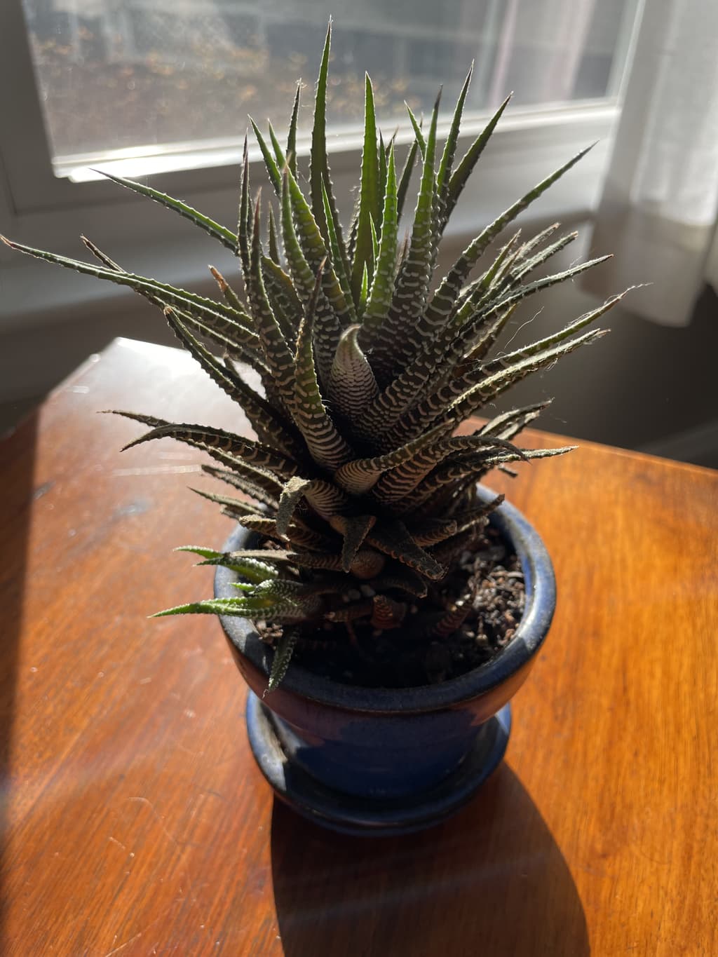 A picture of the specific Zebra Haworthia that is looking for a home.